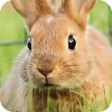 com.Rabbit.nature.animals.cute.wallpaper