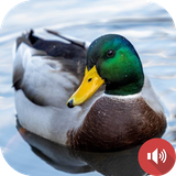 com.akadtech.ducksounds