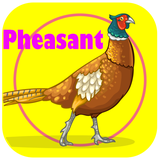 gharghabel.pvparvaresh.any1