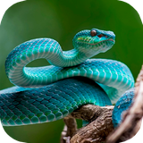 ir.tinasoft.snake_lizard