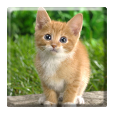 ir.appwork.puzzlecat