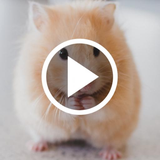 hamster.cost.videowerwallpaper