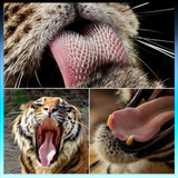 sekandari.app.janevaran.abzian