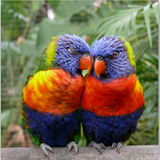 com.birdss.parandehzz