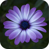 co.ad.walpaperflower