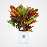 com.htmlApi24novinsoft99.golapartemani