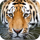 com.hd.animalwallpapers.wild.animalwallpaper