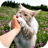 ir.tinasoft.cat_care_at_home