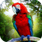 com.wildanimals.parrotsimulator
