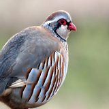 ir.sefr.ta.sade.parvaresh.kabk.d