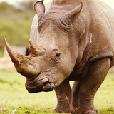 com.wallpapersworld.rhino
