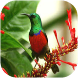 folad.parandeganekameron