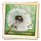 next.wt.dandelion.bubble.lwp