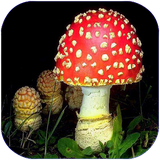 star2.parvareshegharch