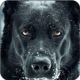 com.bigmax.blackwallpapers