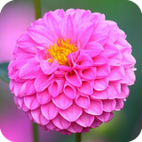 com.dahlia.flowerslive.wallpaper.dahliaflowerslivedulalwallpaper