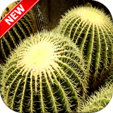 com.Cactuswallpapers.pictures.backgrounds.photos.images.hd.free.beautiful