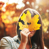 com.chick.fallWallpaper