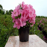 aaaa.giahane.apartemani