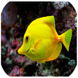 com.alireza.fishzinatt