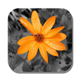 com.pineapple.colorsplash