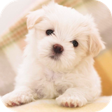 cutedoglicksscreenhdlwp.exa.com