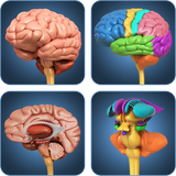 com.visual3dscience.brain
