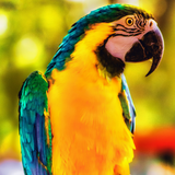 com.aniimals.Nature.wallpapers