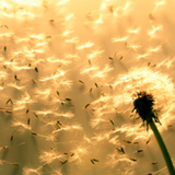 com.solarstellar.positivequotesandsayings