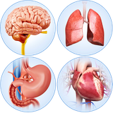 com.visual3dscience.organpro