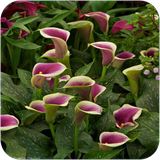 ghah.bamanashenashavid