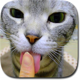 com.pg.kittylicksscreen