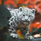 com.snowleopardwallpaper.leopard.catwallpaper.hdbackgrounds.offlinewallpaper