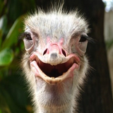 ir.parvaresh.va.parvarbande.shotormorgh