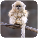 com.HD.monkeywallpaper.monkey.wallpaper