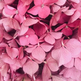 brightstar.wallpaper.pink