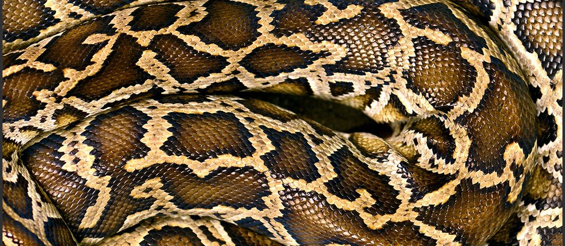 بدافزارهای گروه HIDDEN COBRA